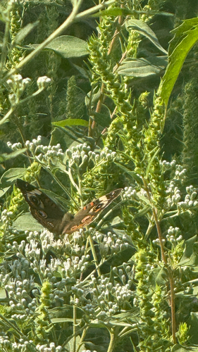 Common Buckeye