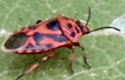 red cabbage bug