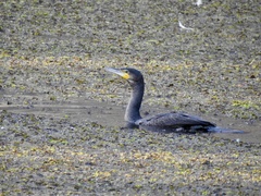 Phalacrocorax carbo