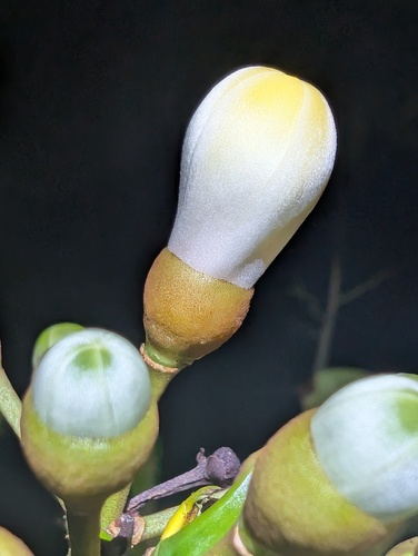 Eriotheca, 2026-09-20