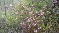 Lamourouxia dasyantha