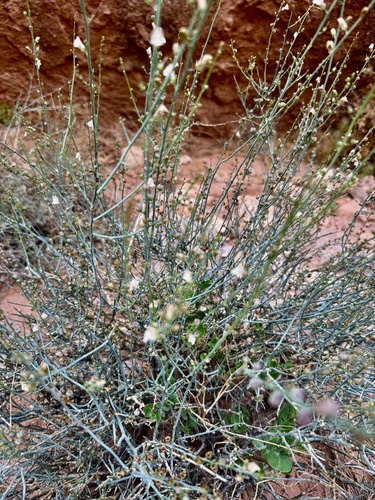 Acanthorrhinum ramosissimum