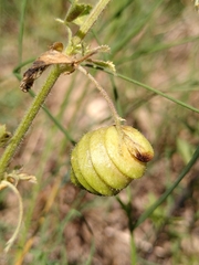 Medicago scutellata