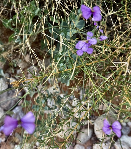 Violet Cabbage