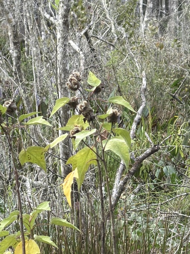 Swamp Rosemallow