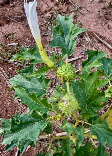 jimsonweed