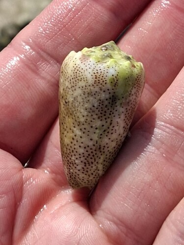 Conus arenatus observed 2026-10-07
