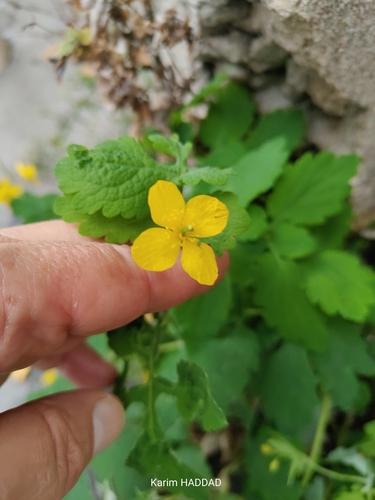 Greater celandine