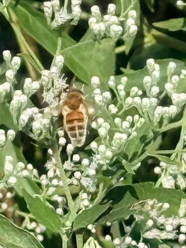 Western Honey Bee