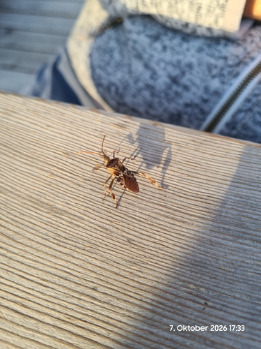 Western Conifer Seed Bug