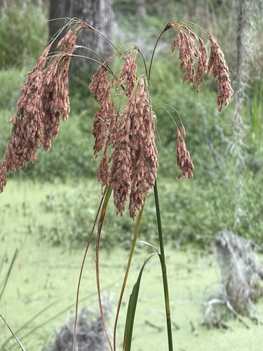 woolgrass