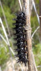 Euphydryas desfontainii
