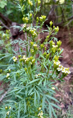 wild marigold