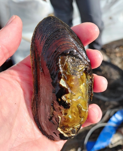 Freshwater mussel, 2026-10-07