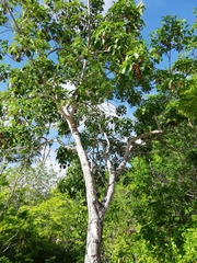 Metopium brownei