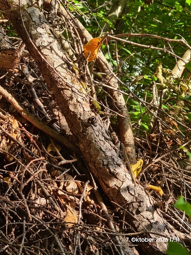 Common Wall Lizard
