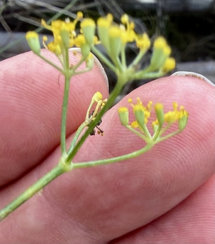 fennel