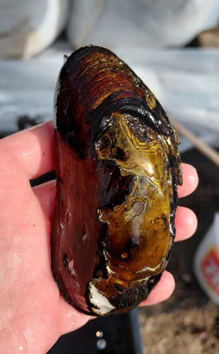Freshwater mussel, 2026-10-07