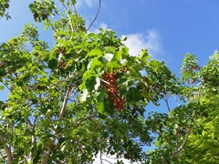 Metopium brownei