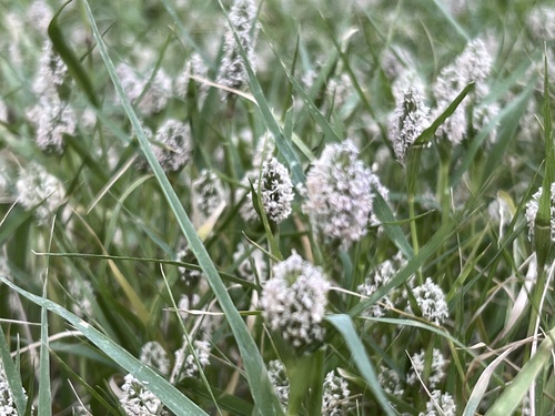 Sporobolus schoenoides, 2026-10-07