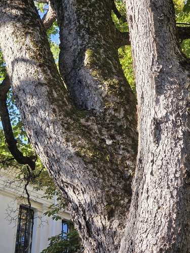 Eurasian Nuthatch