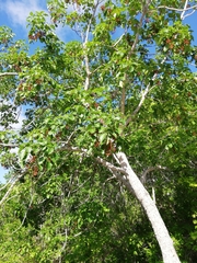 Metopium brownei