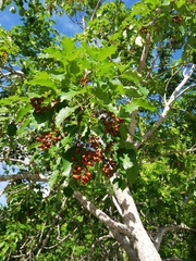 Metopium brownei