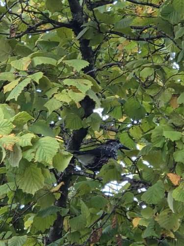 Northern Nutcracker
