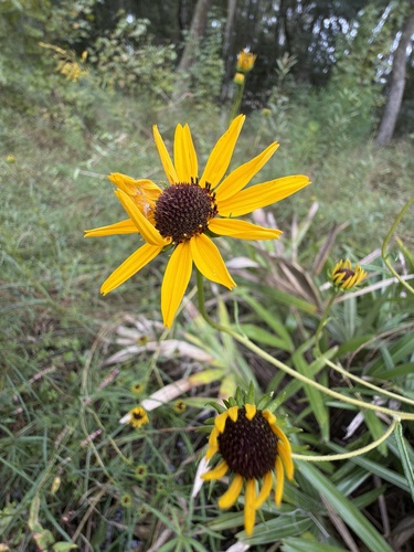 narrowleaf sunflower