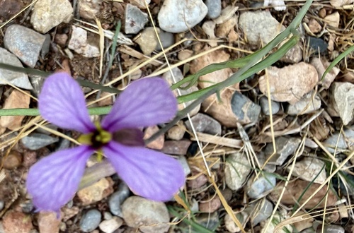 Moricandia suffruticosa