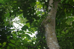 Phlegmariurus phlegmaria