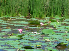 Nelumbo nucifera