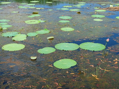 Nelumbo nucifera