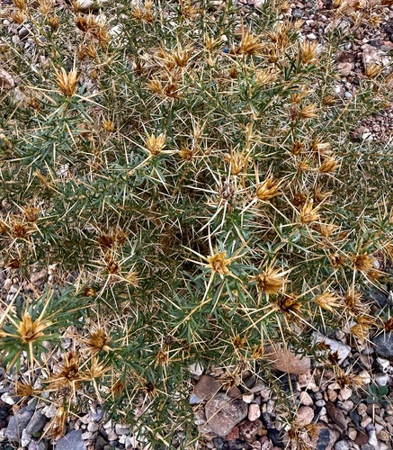 Femeniasia fruticosa