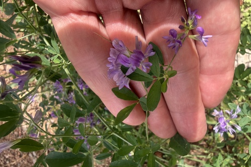 Alfalfa