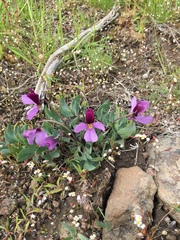 Viola trinervata