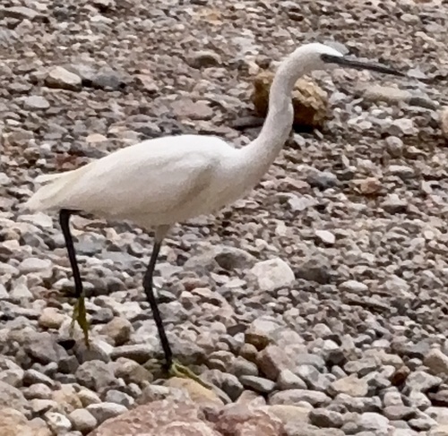 Little Egret