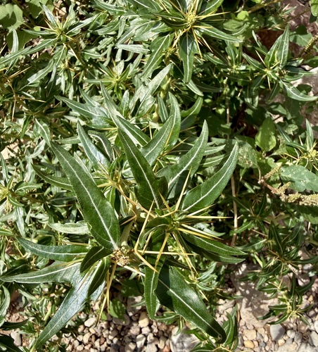 spiny cocklebur