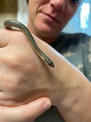 Cubophis vudii picticeps