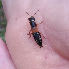 Staphylinus erythropterus