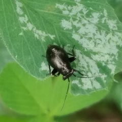 Halticini
