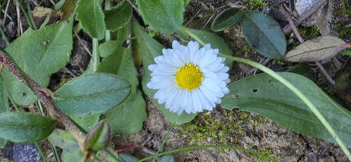 Lawn daisy