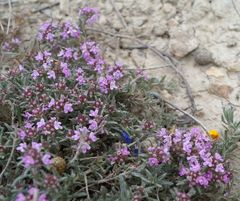 Thymus tauricus