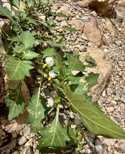 red nightshade