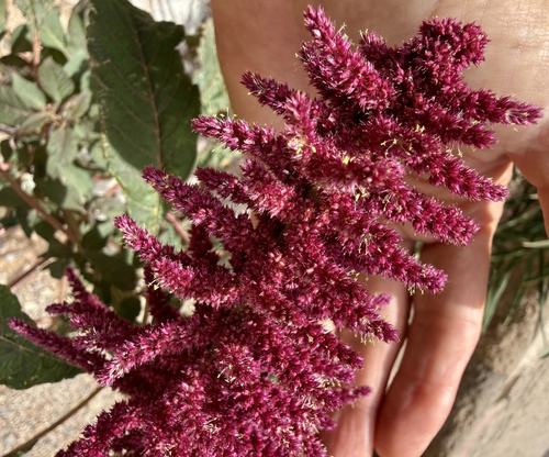 Red amaranth