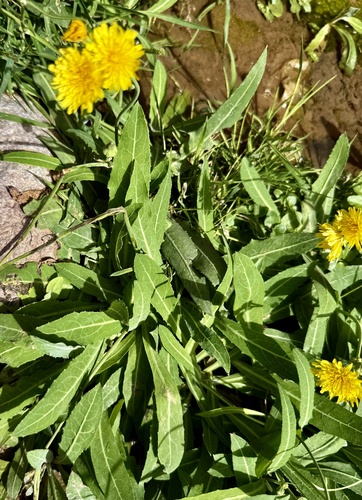 Sonchus aquatilis
