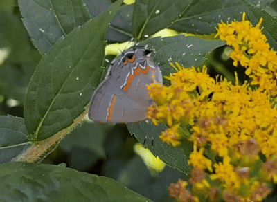 Red-banded Hairstreak, North Brunswick Township, NJ, USA, photo 9 of 10