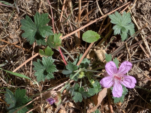Geranium caespitosum, 2026-10-07