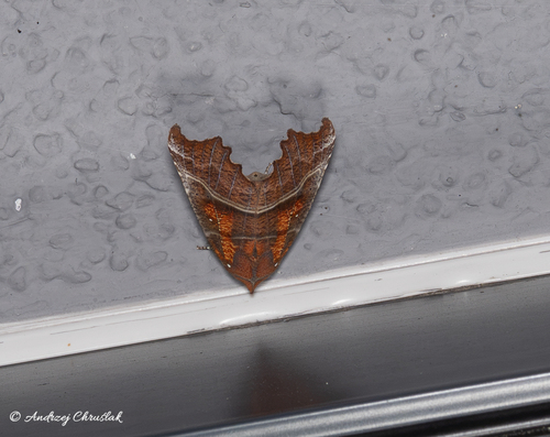 Herald Moth