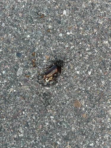 Palo Verde Root Borer